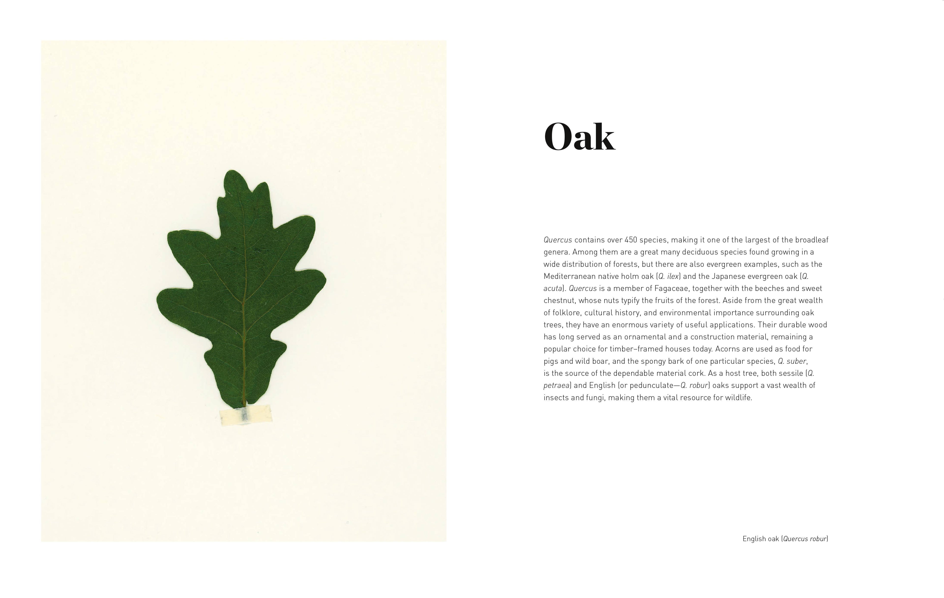 Forest Hardcover Book