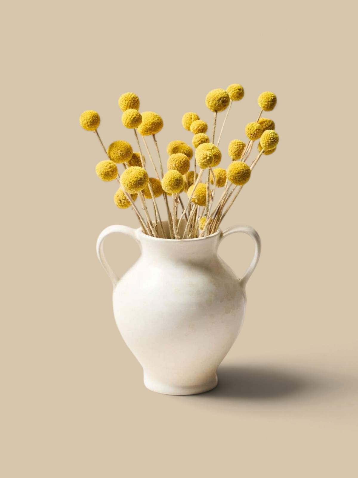 Homestyle Collective cream stoneware vase with double handles, filled with yellow billy button flowers.
