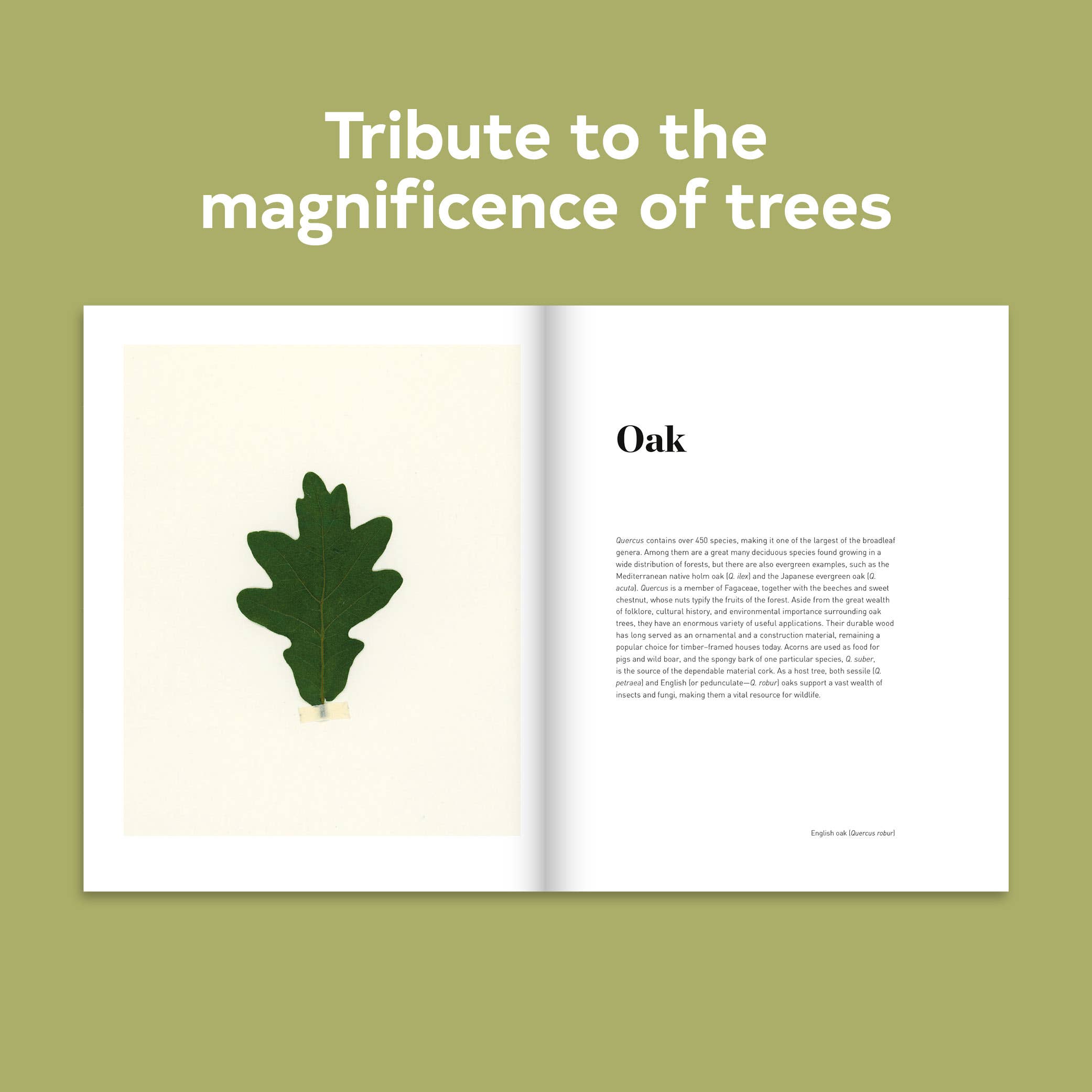 Forest Hardcover Book