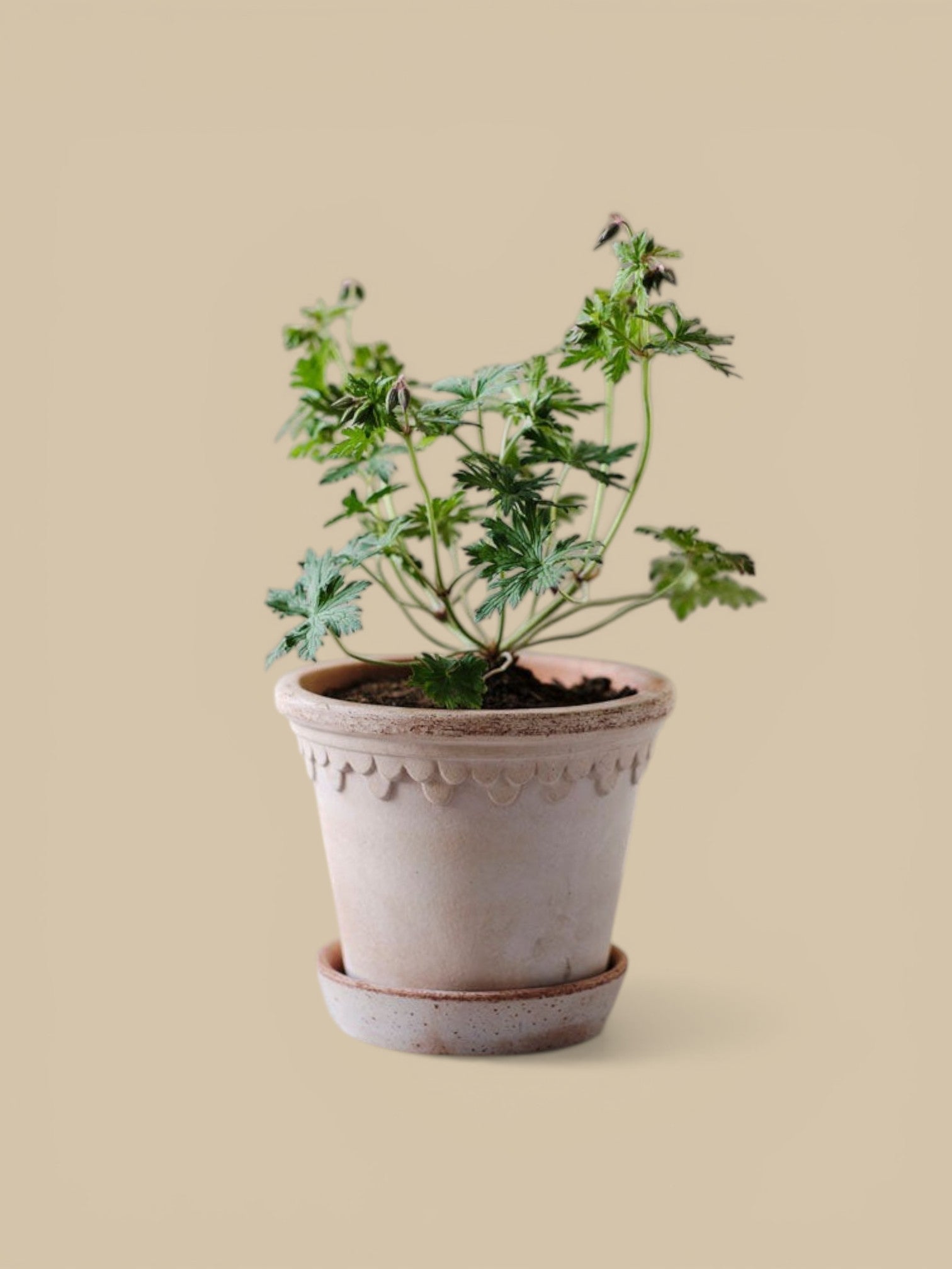 Kobenhavner Rosa Pot + Saucer
