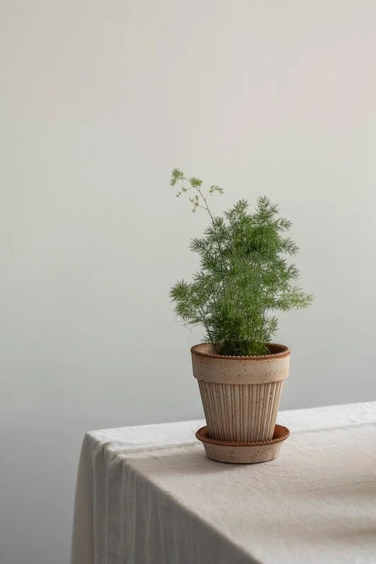 Simona Pot + Saucer