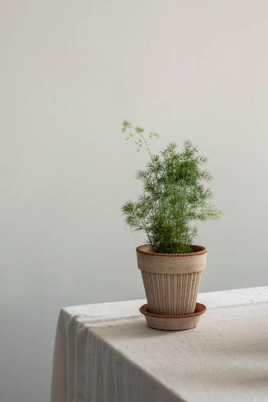 Simona Pot + Saucer