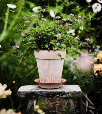Simona Pot + Saucer