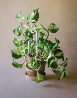 Folk: Glazed Plant Stake