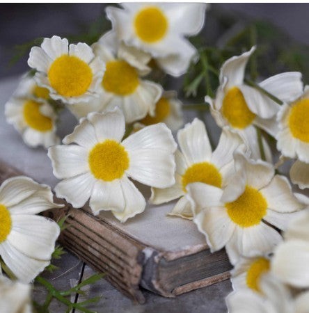Artificial Cosmos Meadow, Buttermilk Bundle