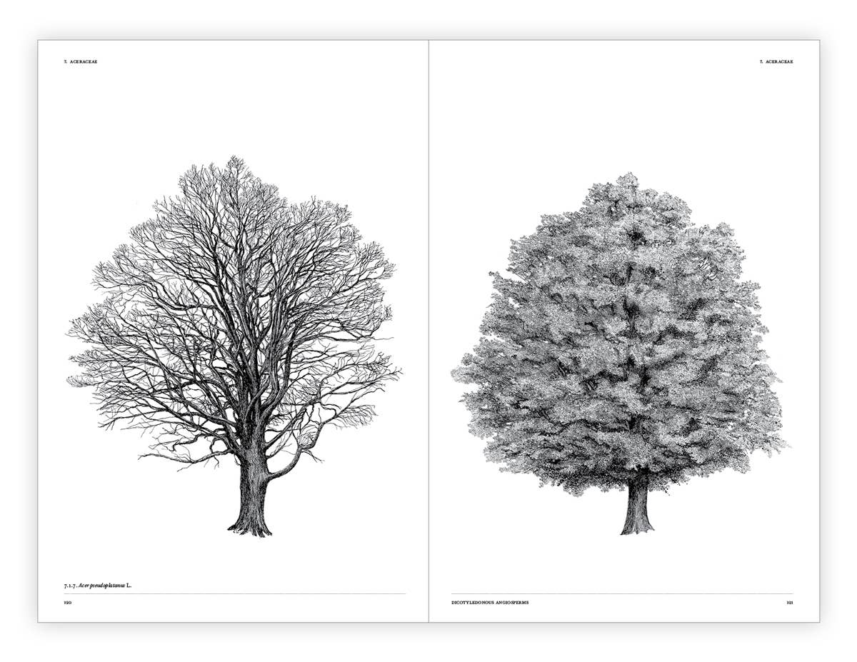 The Architecture of Trees Hardcover Book