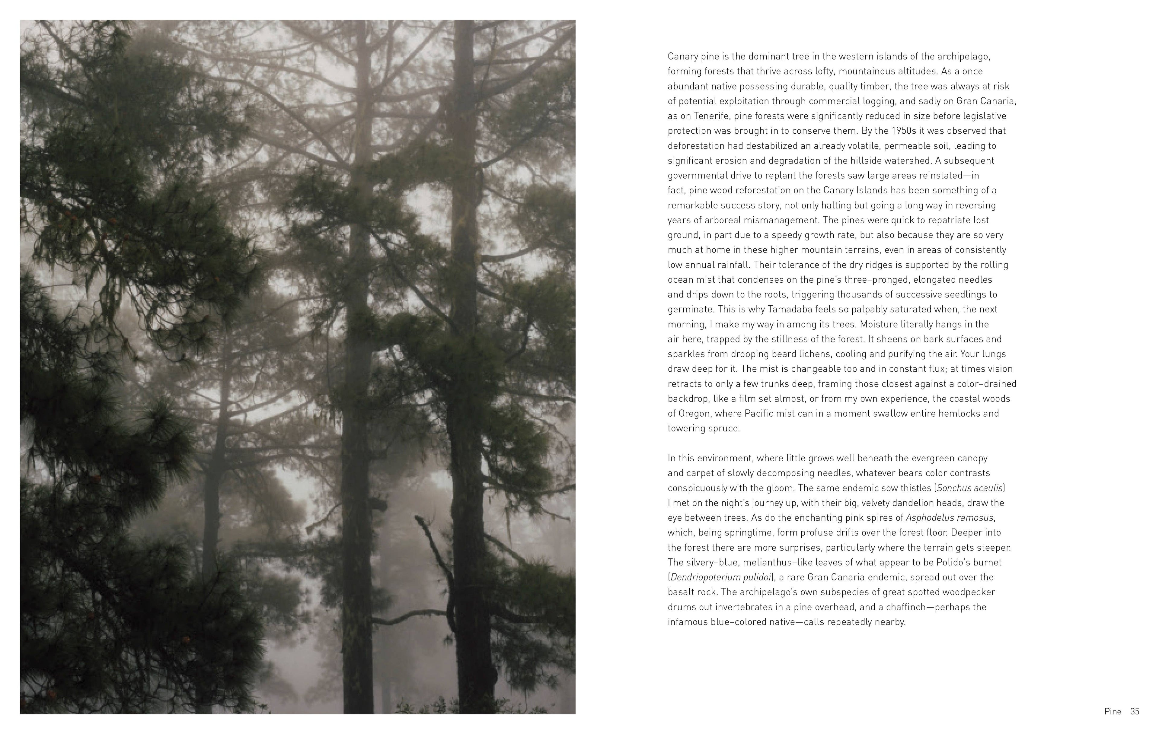 Forest Hardcover Book