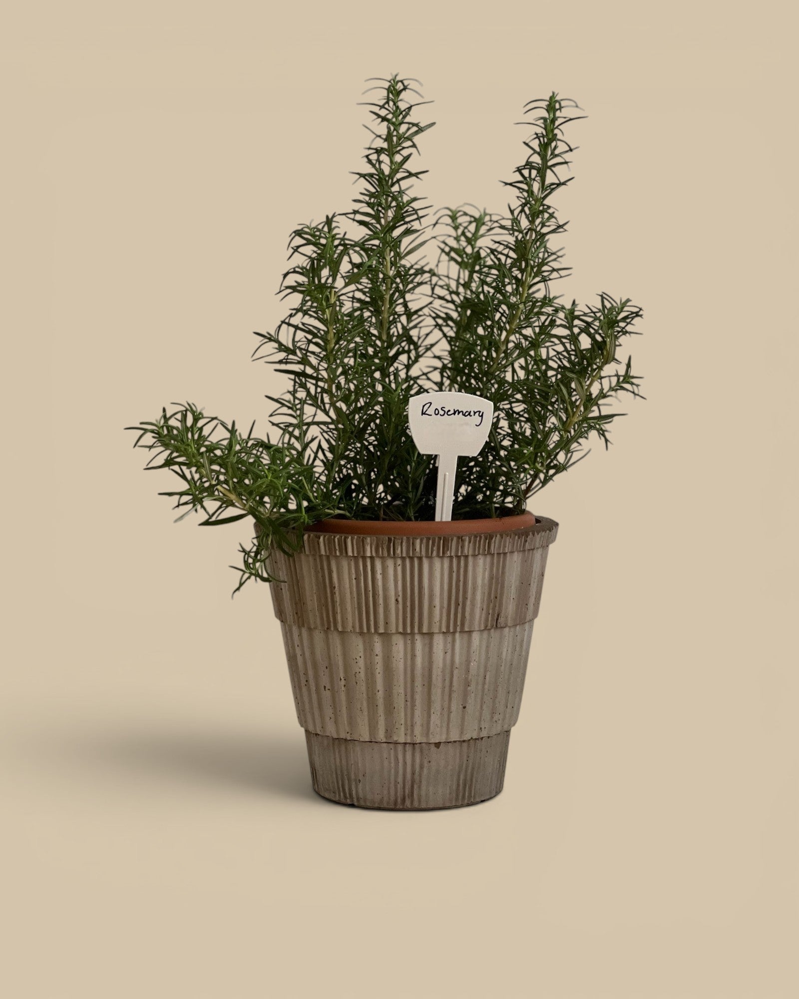 Homestyle Collective Atlas Pot in raw grey terracotta with ribbed texture and matching saucer, holding a rosemary plant.