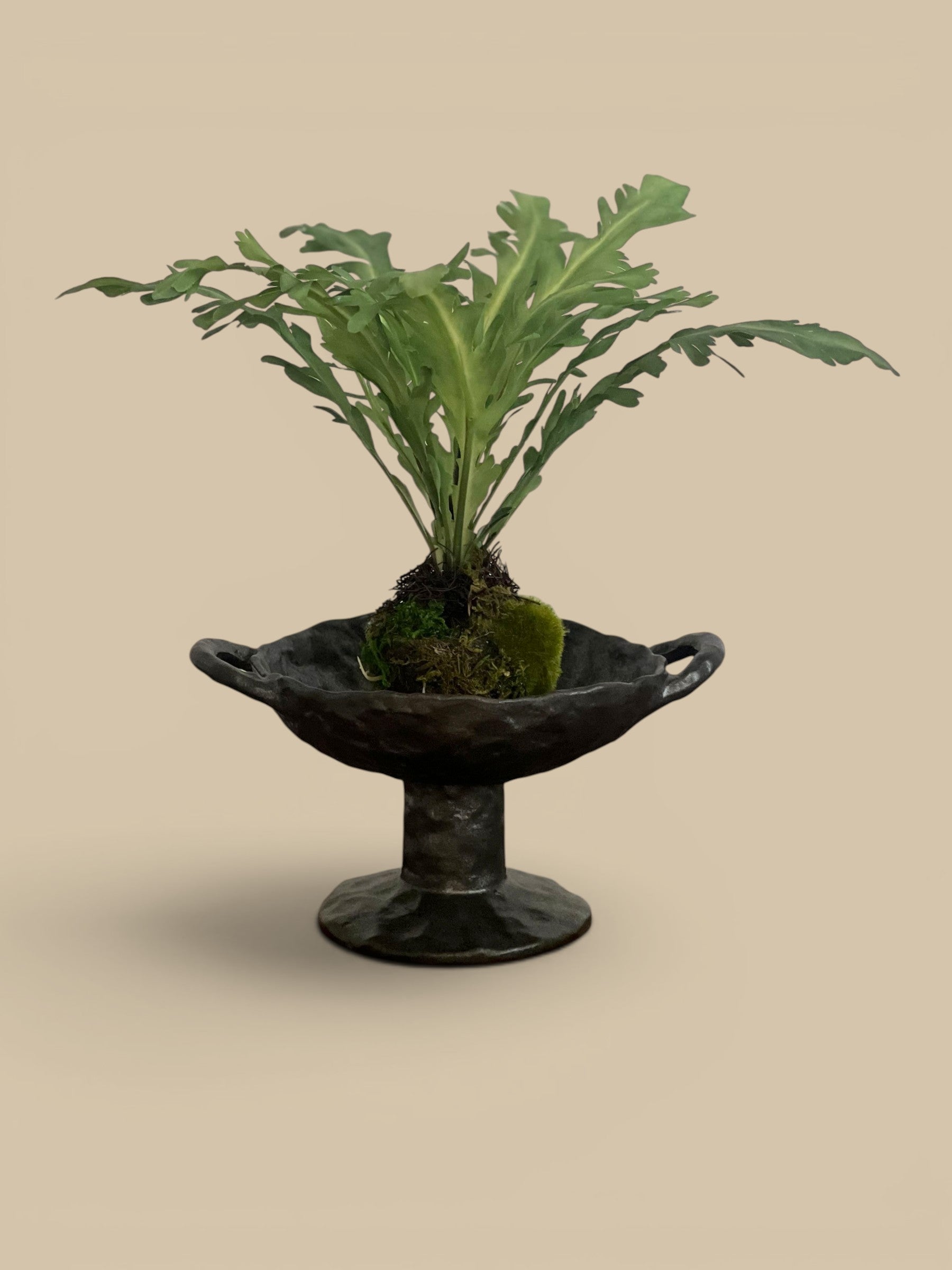 Homestyle Collective black stoneware pedestal bowl with handles and reactive glaze finish, holding a small plant.