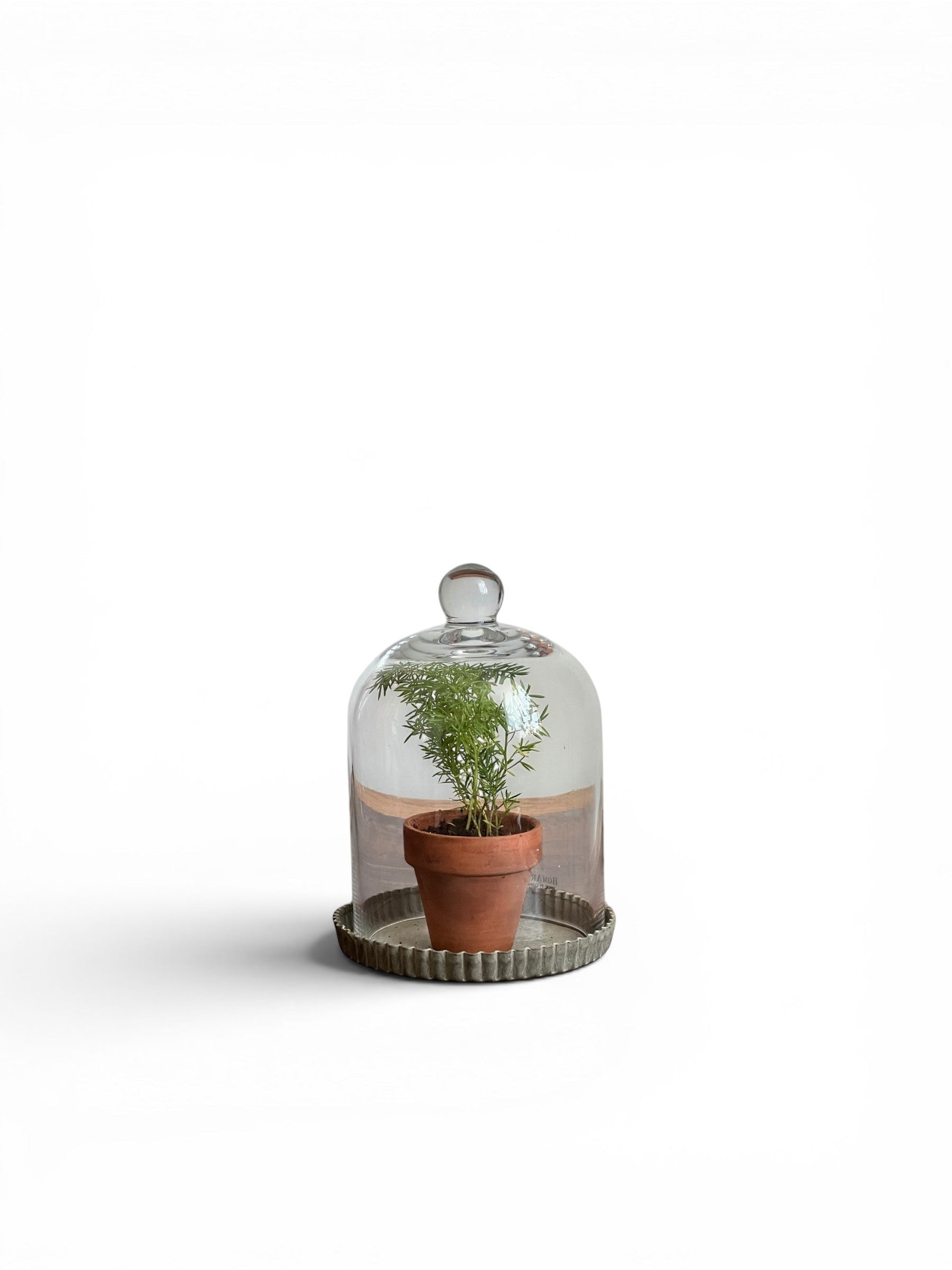 Homestyle Collective clear glass dome cloche with knob handle, perfect for terrariums or displaying plants.