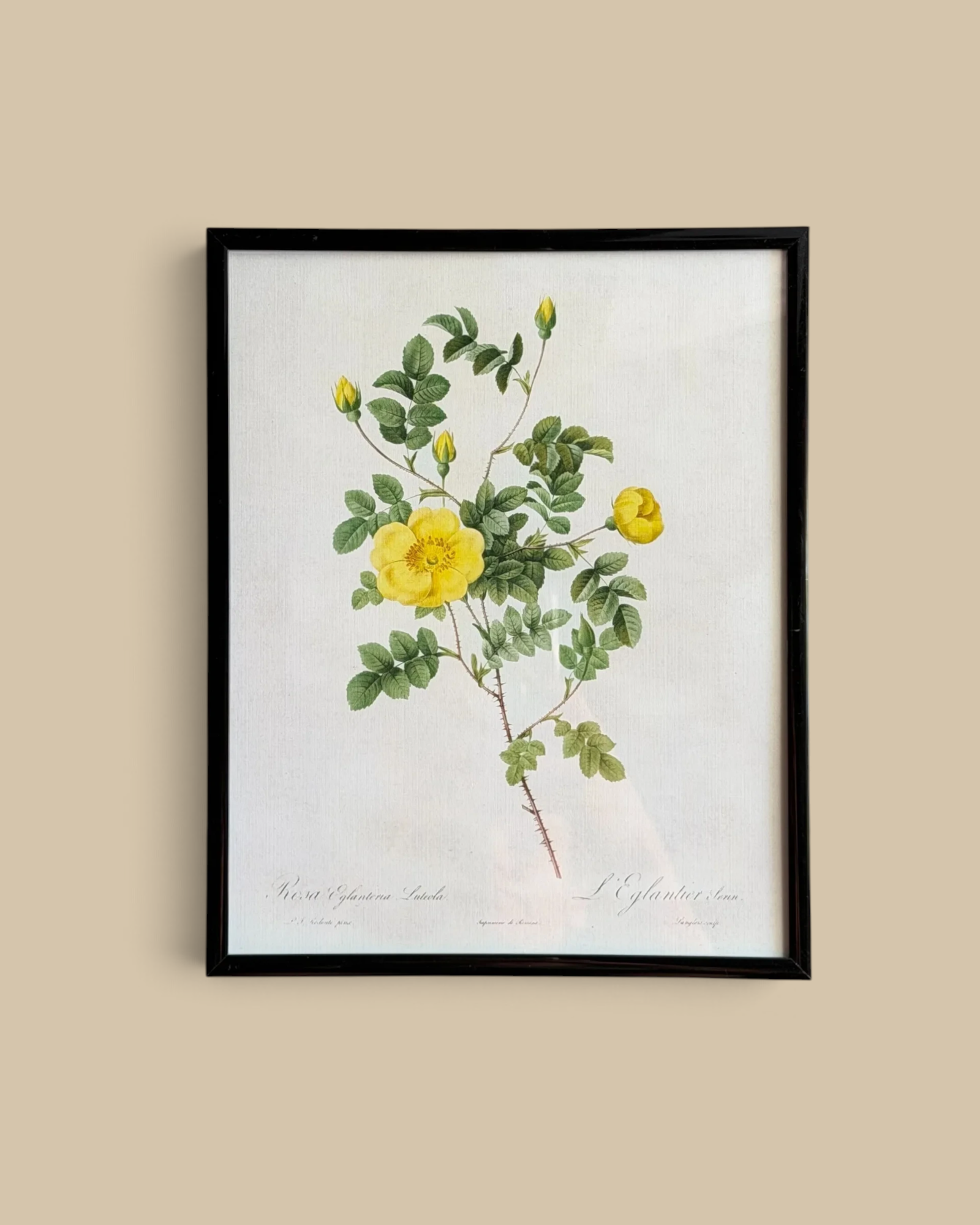 Homestyle Collective framed botanical print featuring a detailed yellow Rosa Eglanteria flower on a white background.