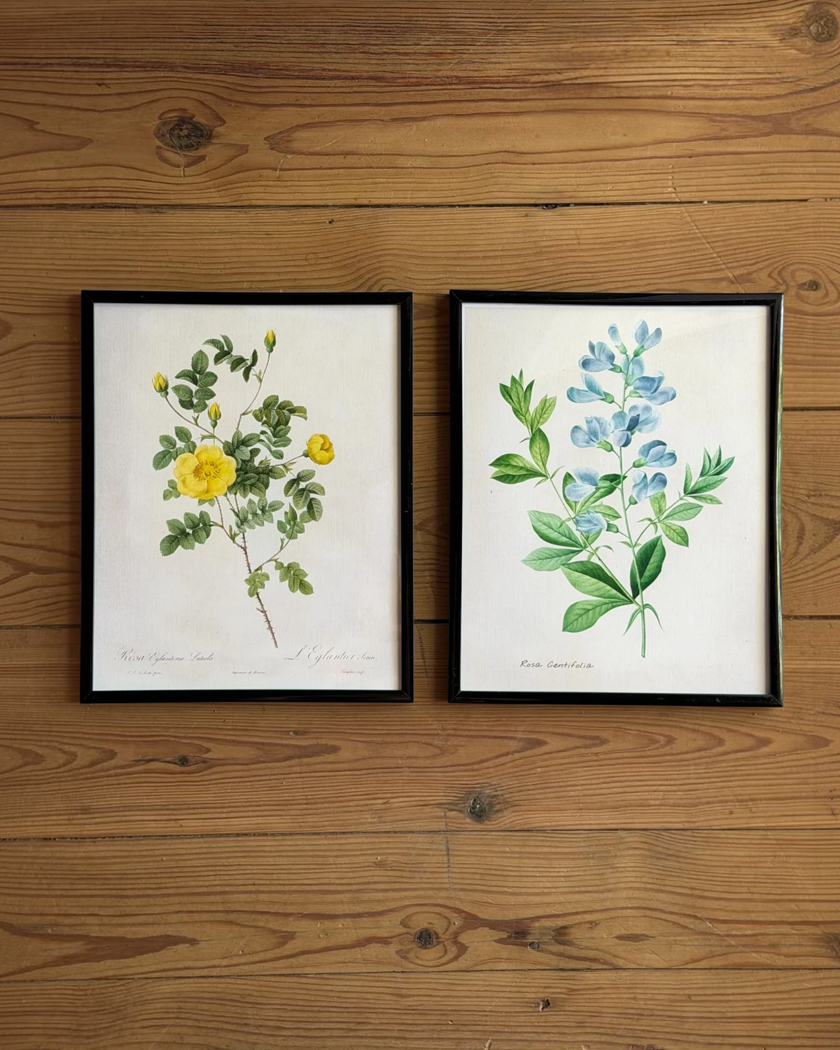 Homestyle Collective set of two framed botanical prints featuring yellow and blue floral illustrations on wood wall.