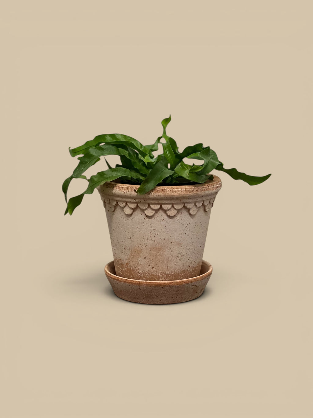 Homestyle Collective Kobenhavner Rosa pot and saucer, handmade Italian terracotta with scalloped detail and drainage hole.
