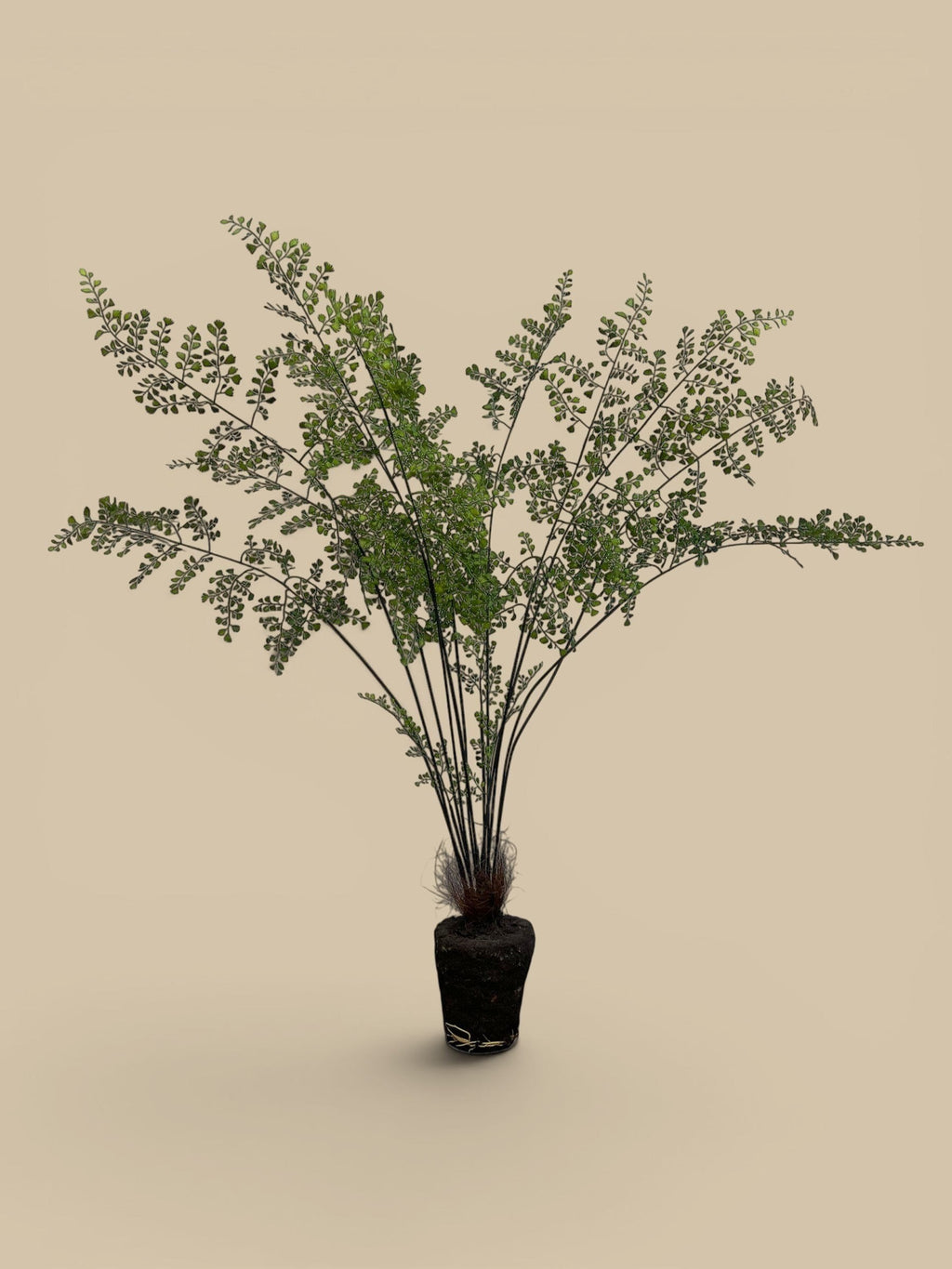 Homestyle Collective lifelike maidenhair fern replica with delicate green fronds and a dark root ball, available in 44" and 18" sizes.