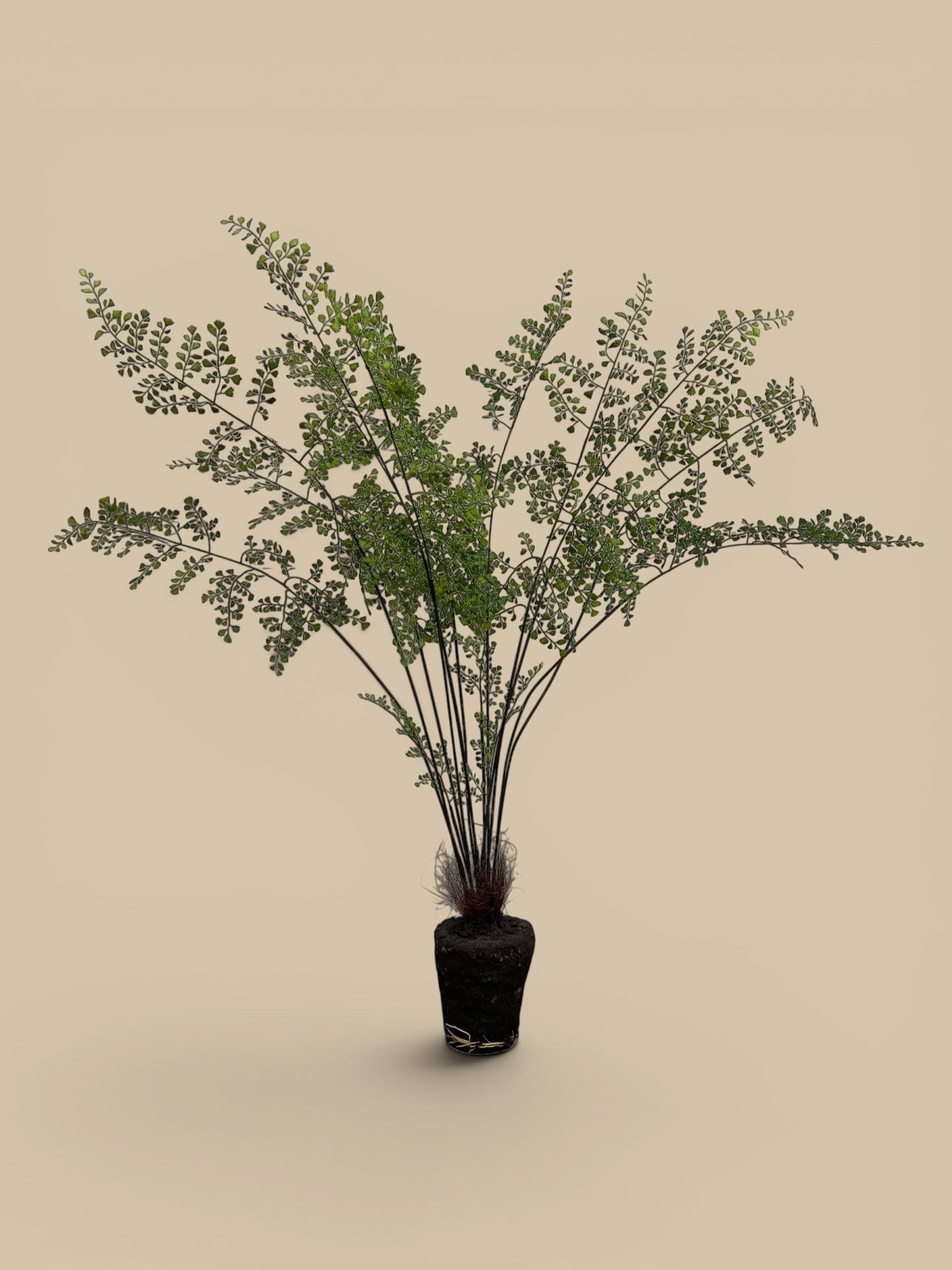 Homestyle Collective lifelike maidenhair fern replica with delicate green fronds and a dark root ball, available in 44" and 18" sizes.