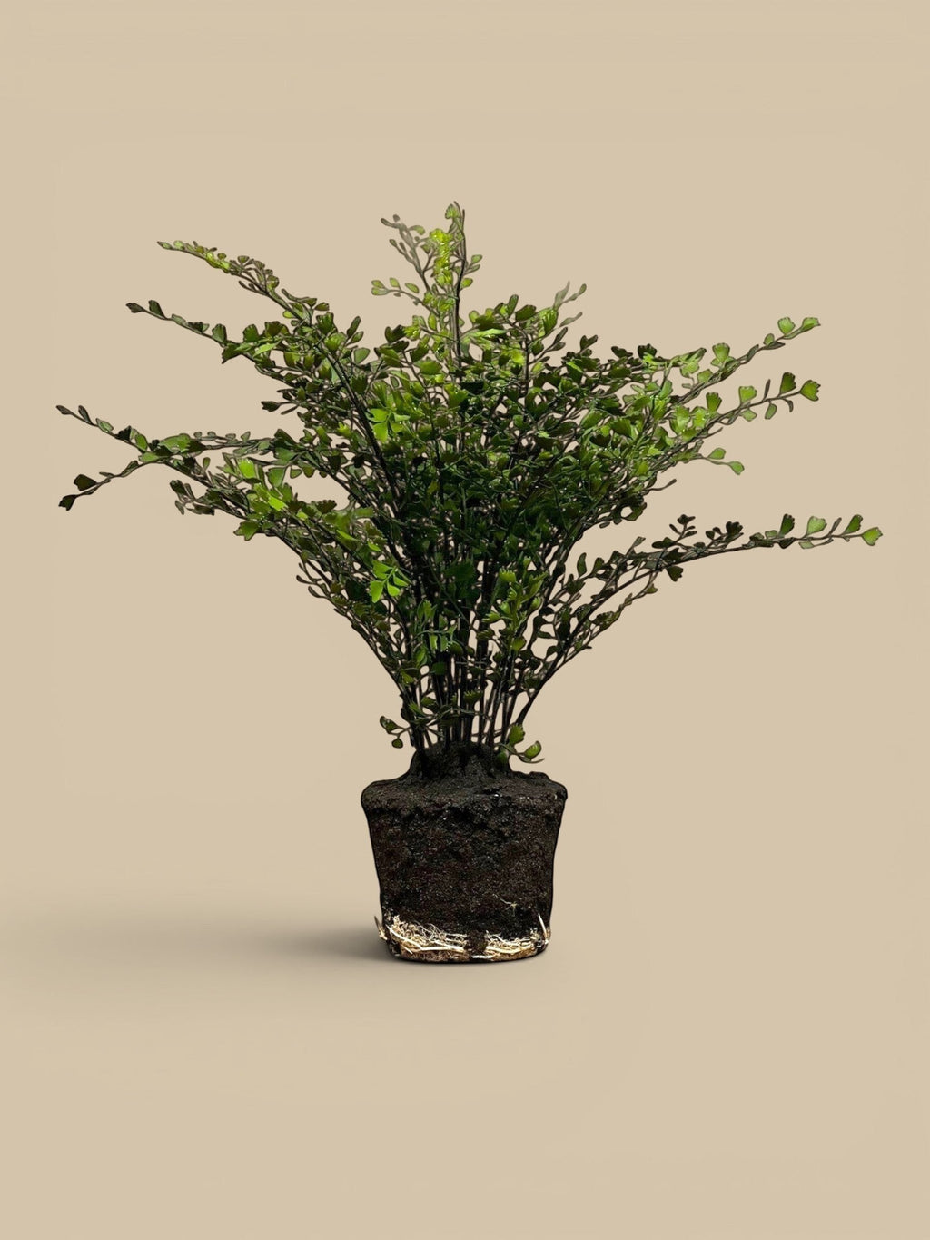 Homestyle Collective lifelike replica maidenhair fern with airy green fronds and a detailed root ball, available in 44" and 18" sizes.