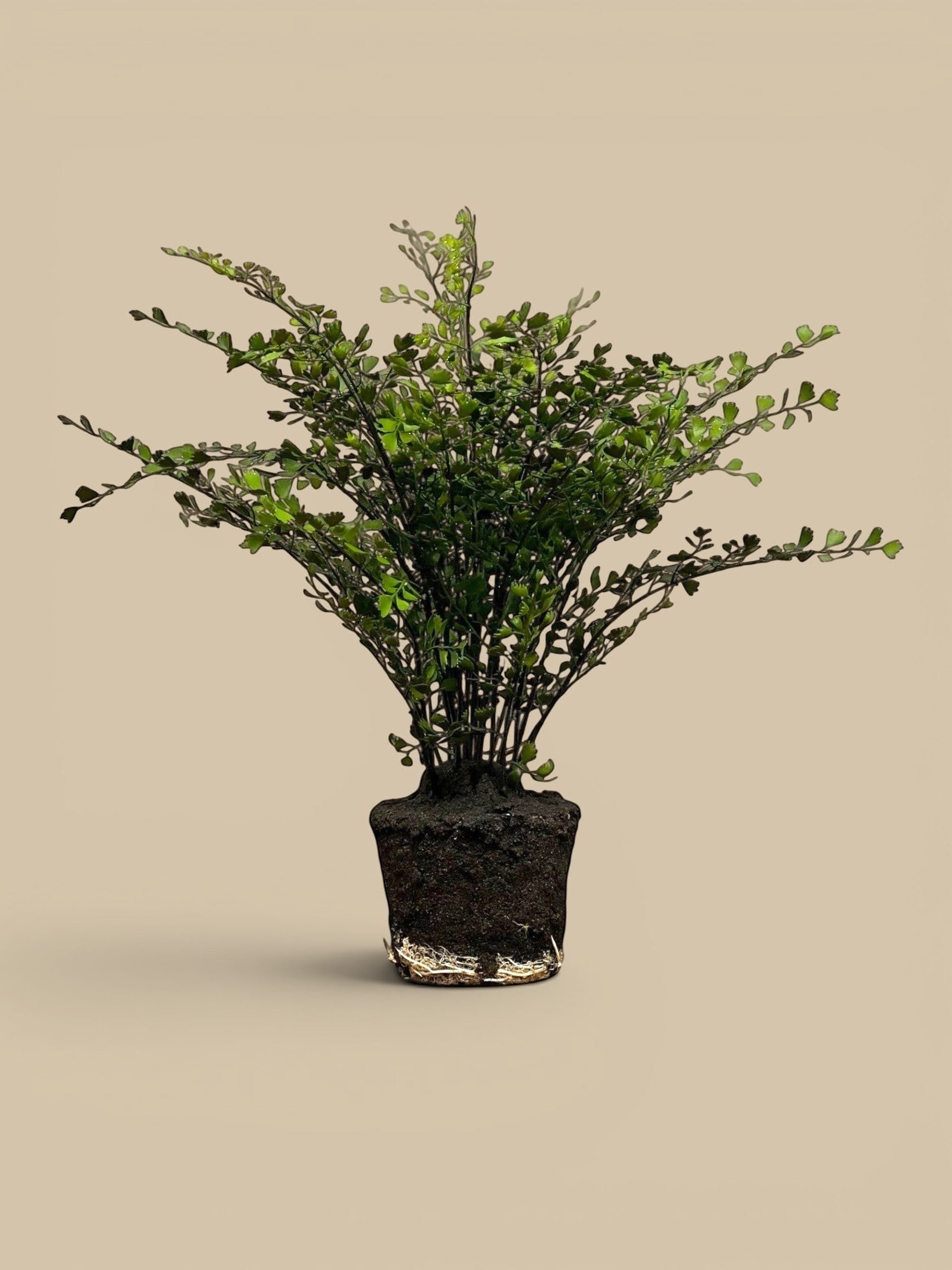 Homestyle Collective lifelike replica maidenhair fern with airy green fronds and a detailed root ball, available in 44" and 18" sizes.