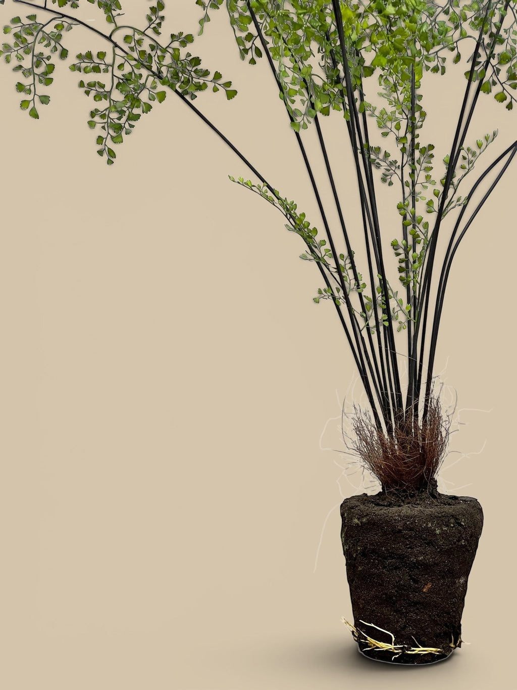 Homestyle Collective lifelike replica maidenhair fern with airy green fronds and dark stems, shown with a root ball.