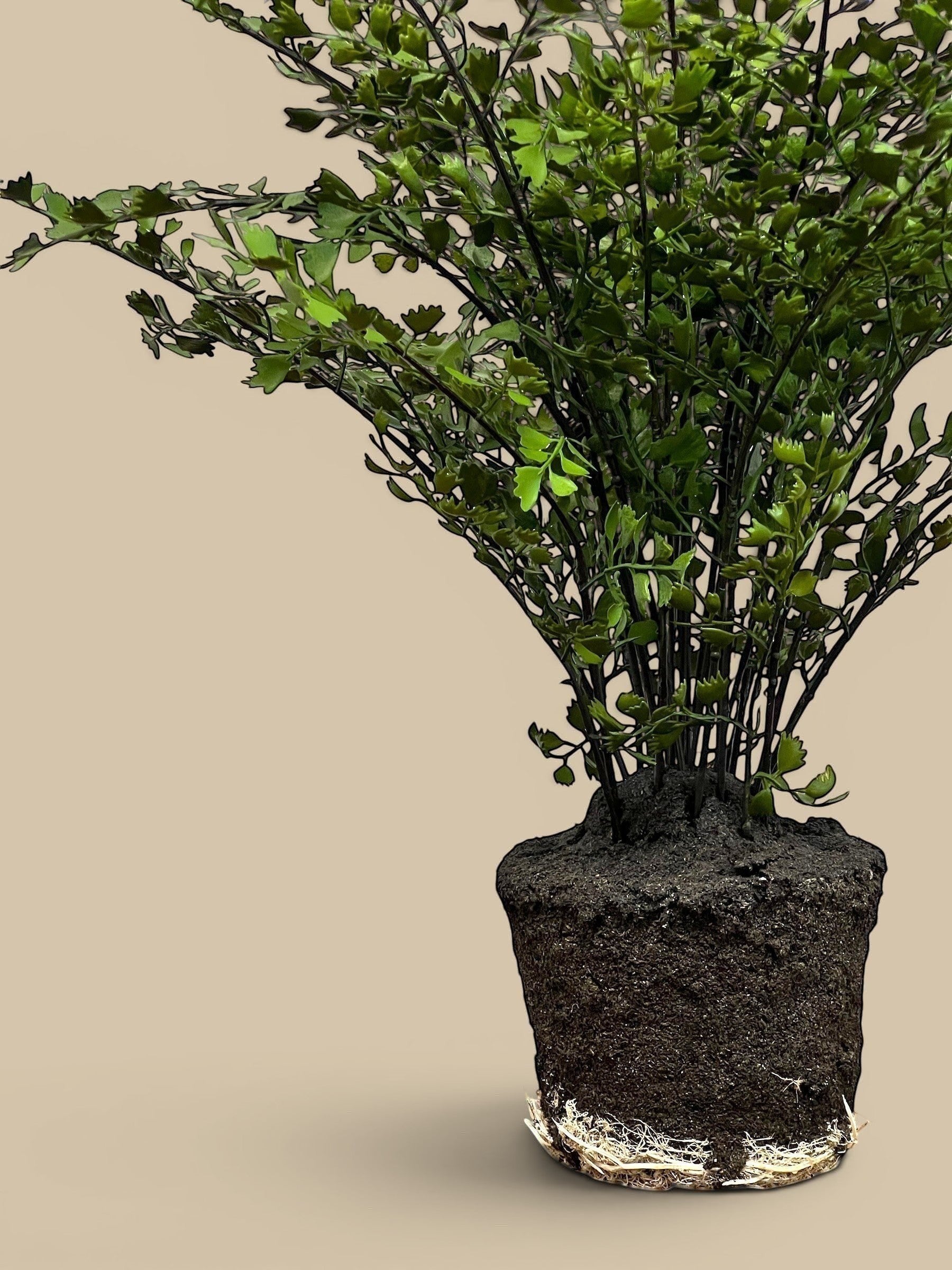 Homestyle Collective lifelike replica maidenhair fern with airy green fronds and visible root ball. Available in 44" and 18" sizes.