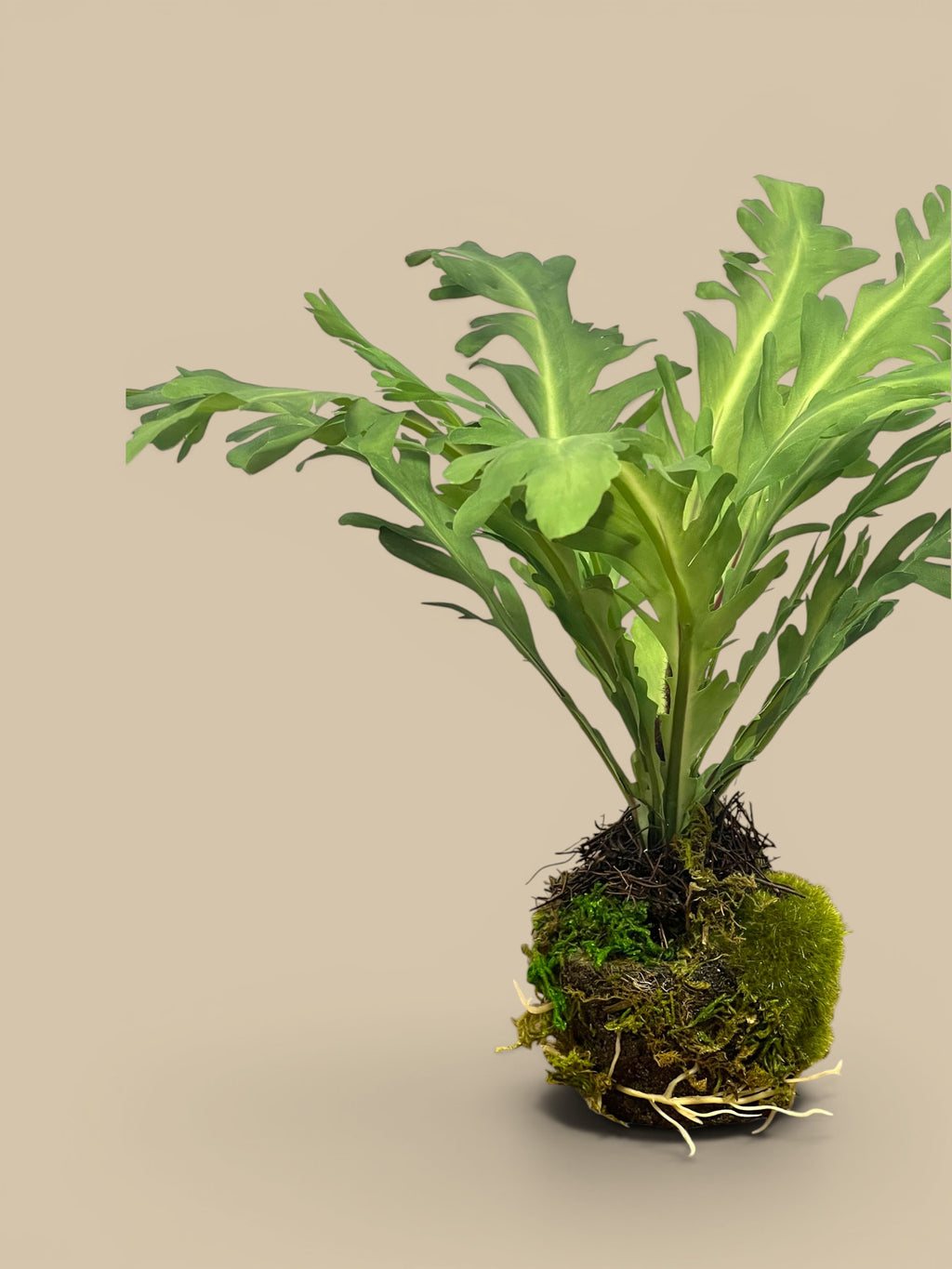 Homestyle Collective Rabbit Foot Drop-in artificial plant with green fronds and mossy root ball.