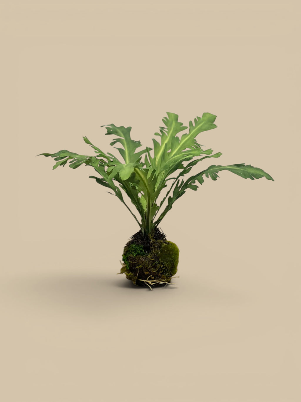 Homestyle Collective Rabbit Foot Drop-in artificial plant with green fronds and mossy root ball.