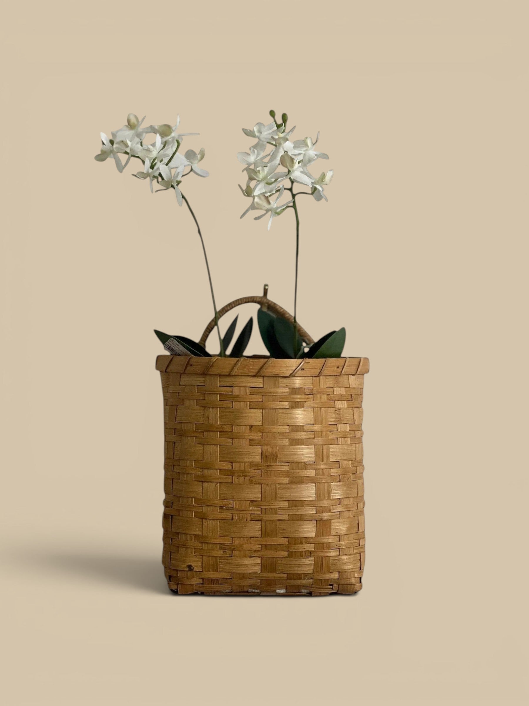 Homestyle Collective natural rattan hanging basket with built-in handle, holding white orchids and green leaves.