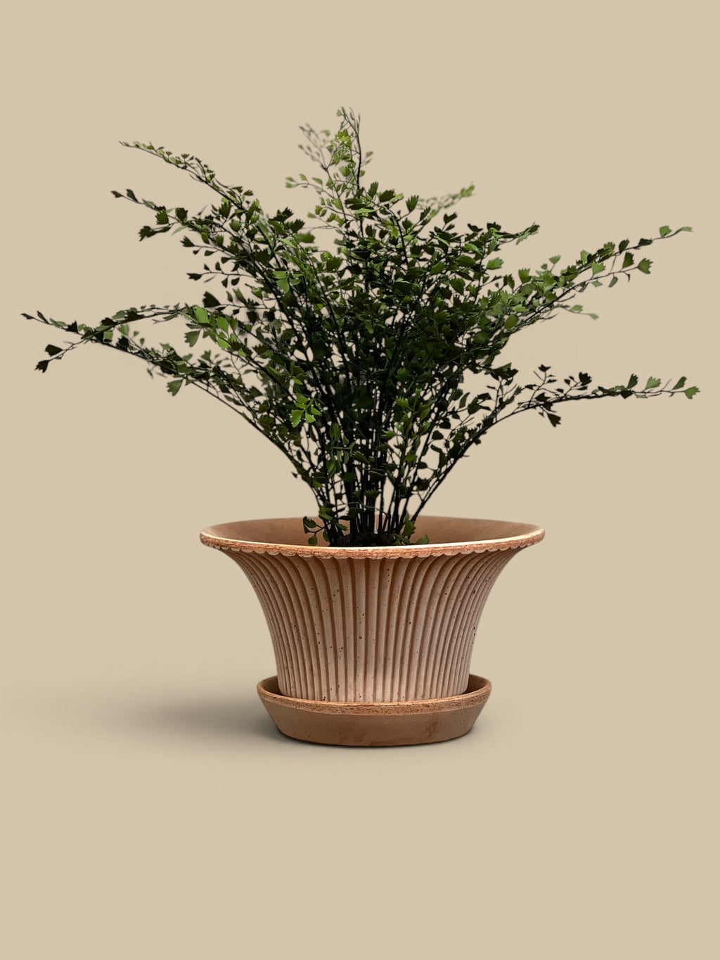 Homestyle Collective Daisy Pot in Raw Rosa terracotta with fluted design and matching saucer, holding a green plant.
