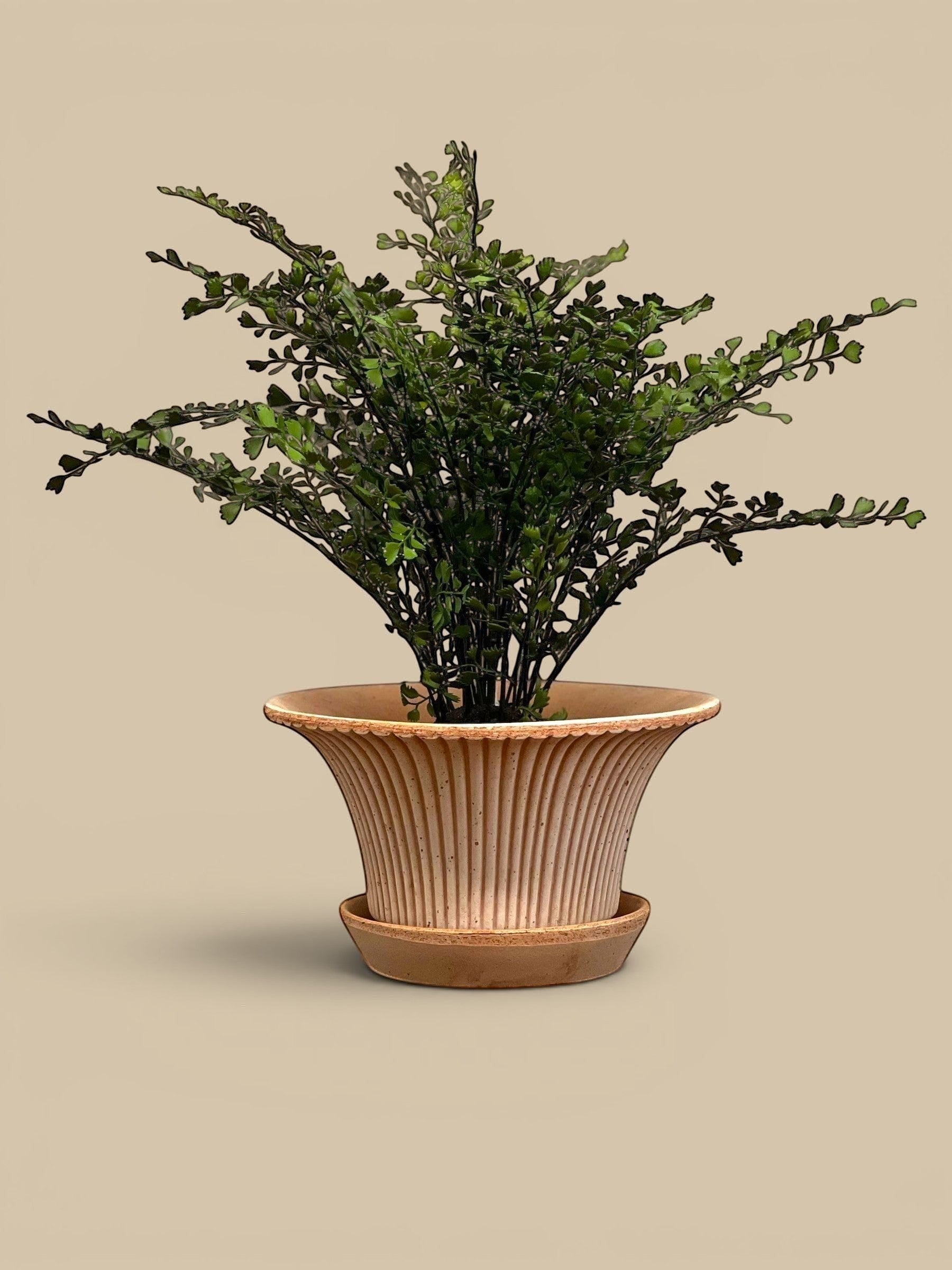 Homestyle Collective Daisy Pot in Raw Rosa terracotta with fluted design and matching saucer, holding a green plant.