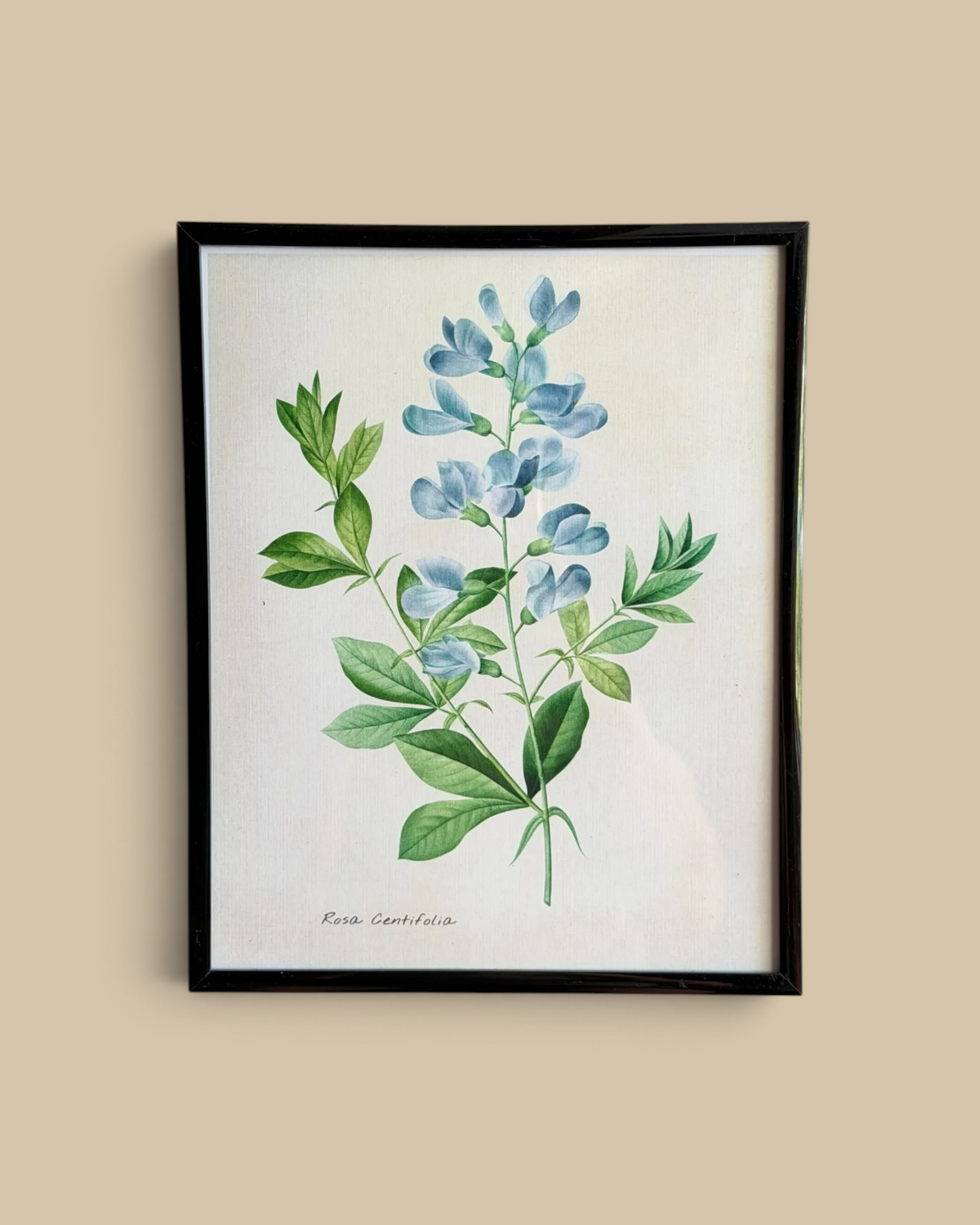 Homestyle Collective framed botanical print featuring a blue Rosa Centifolia flower illustration on a wooden wall.