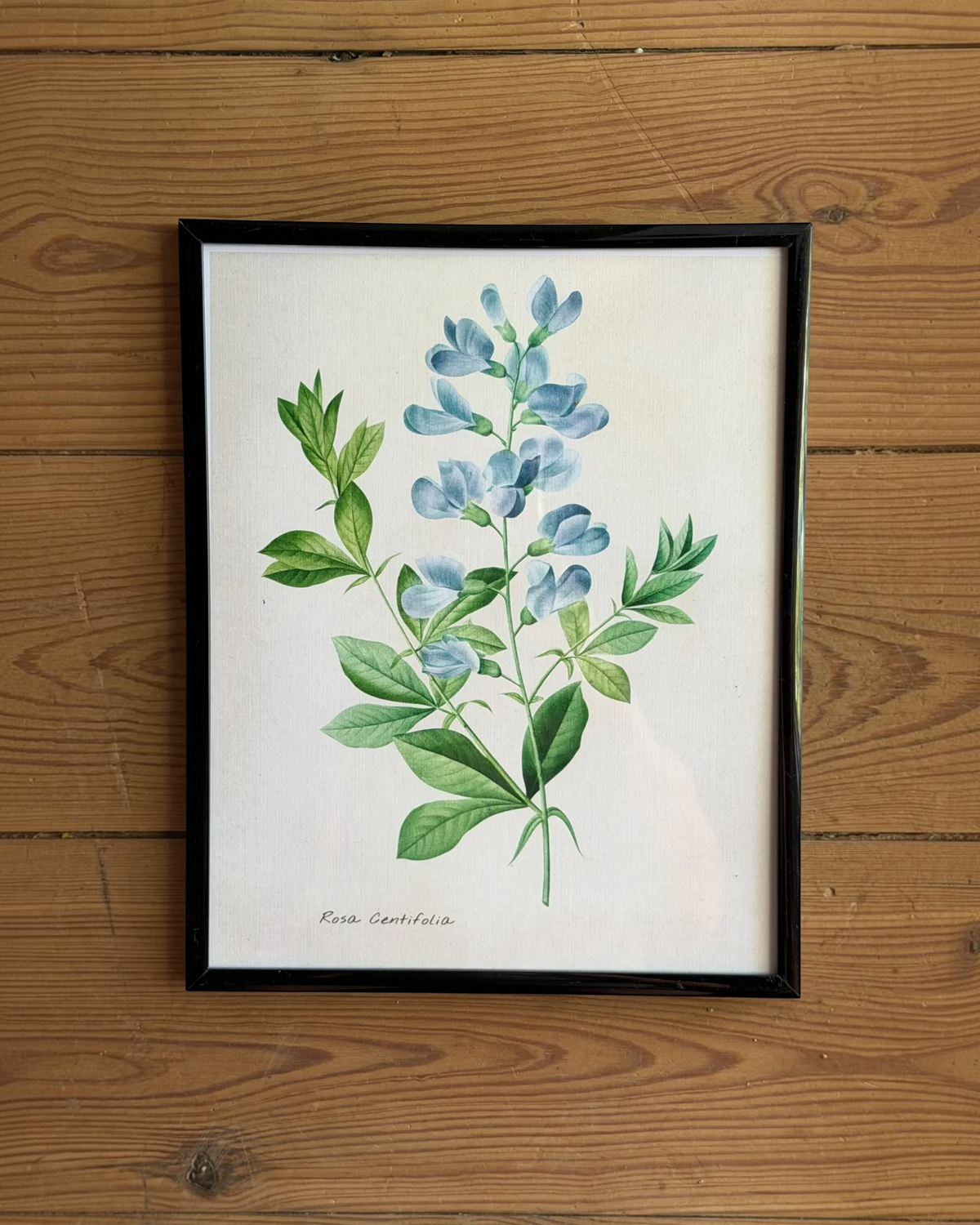 Homestyle Collective framed botanical print featuring a blue Rosa Centifolia flower illustration on a wooden wall.