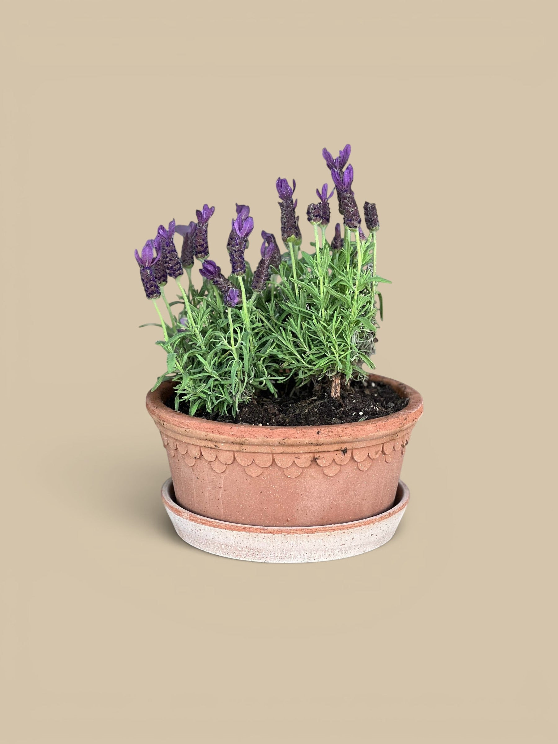 Homestyle Collective Københavner Rosa low set terracotta pot with scalloped edge and saucer, holding lavender.