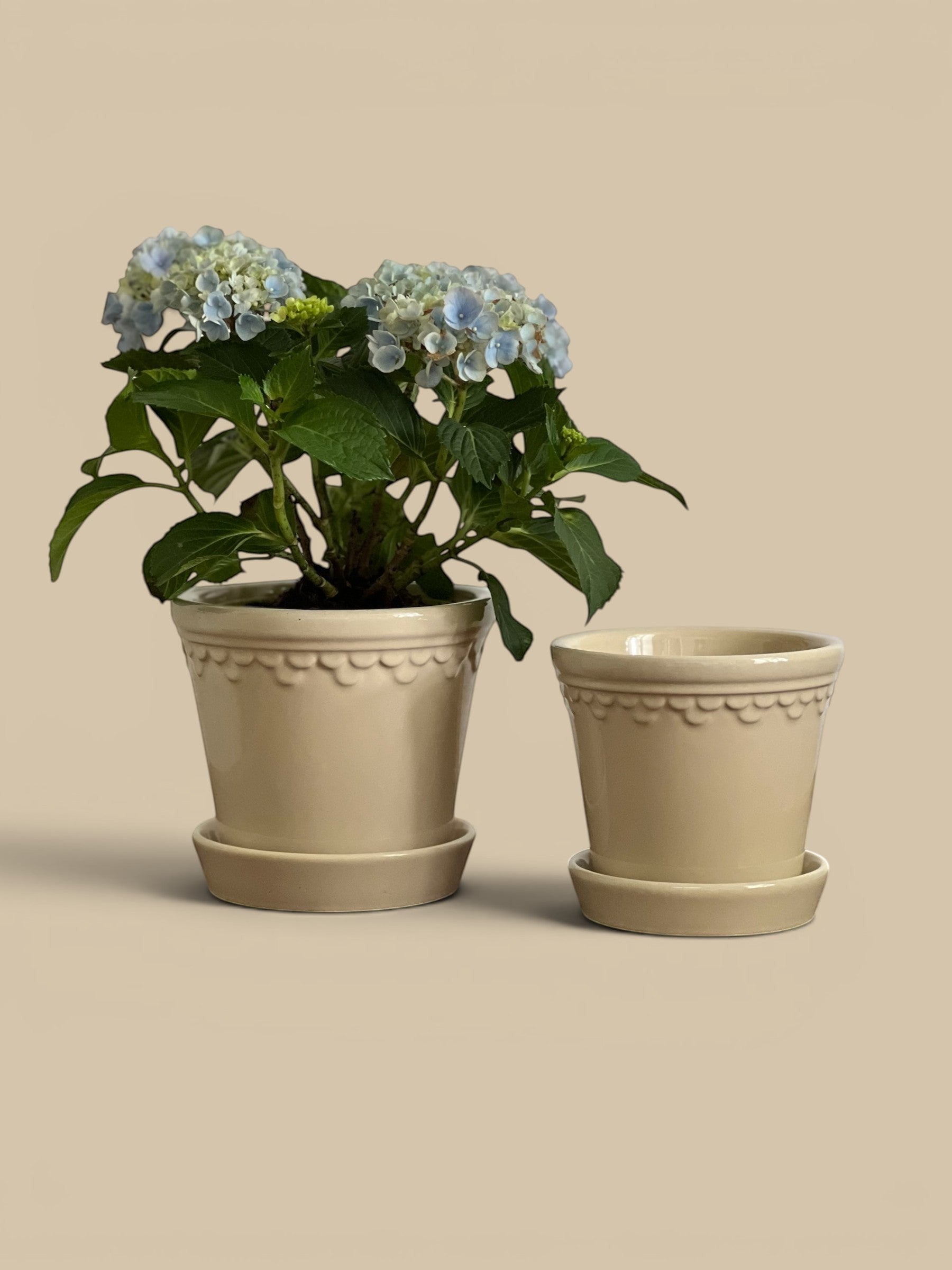 Homestyle Collective Københavner glazed sandstone pot with decorative scalloped rim, shown with a hydrangea plant.
