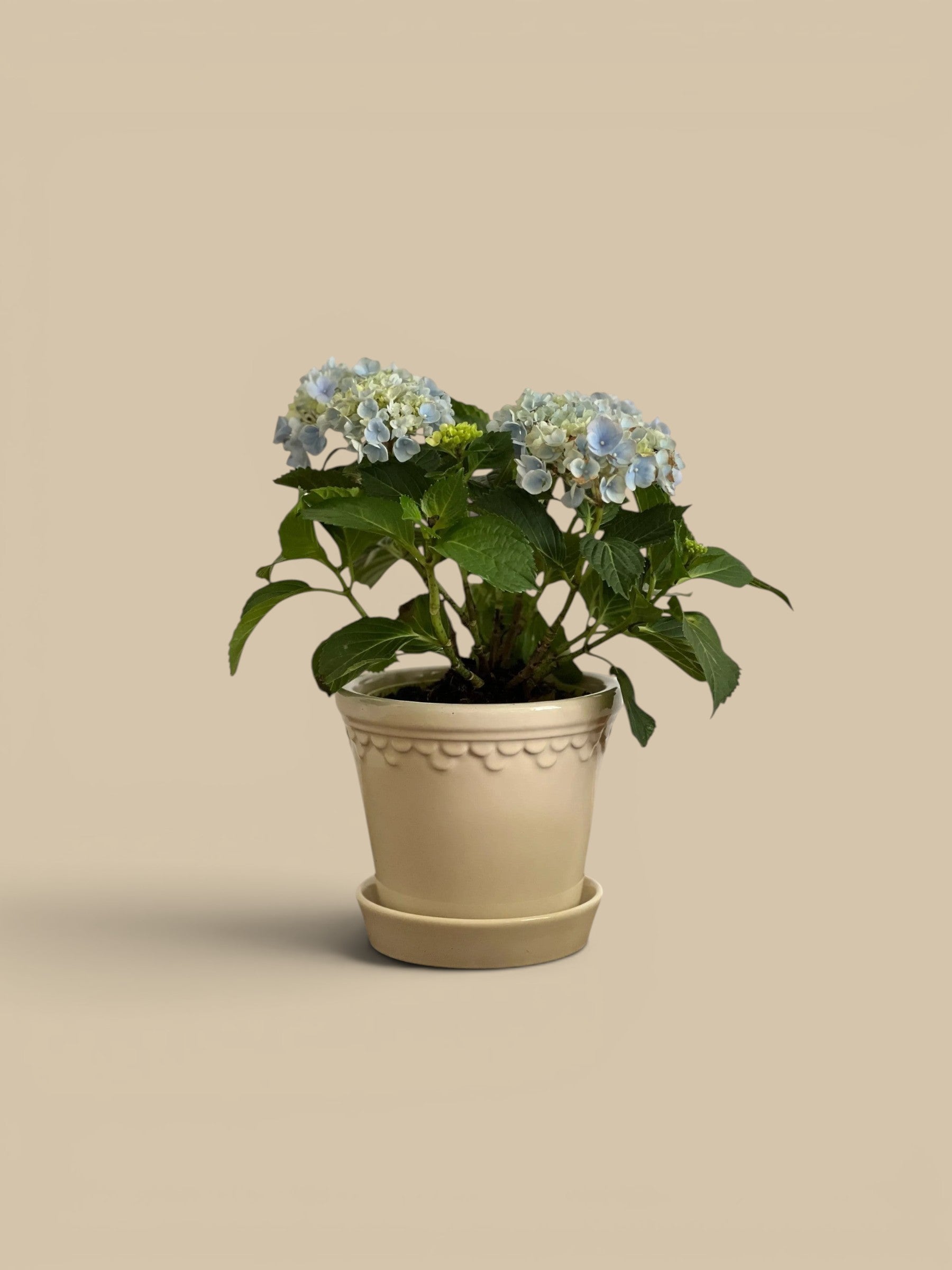 Homestyle Collective Københavner glazed sandstone pot with scalloped edge detail, holding a blue hydrangea plant.