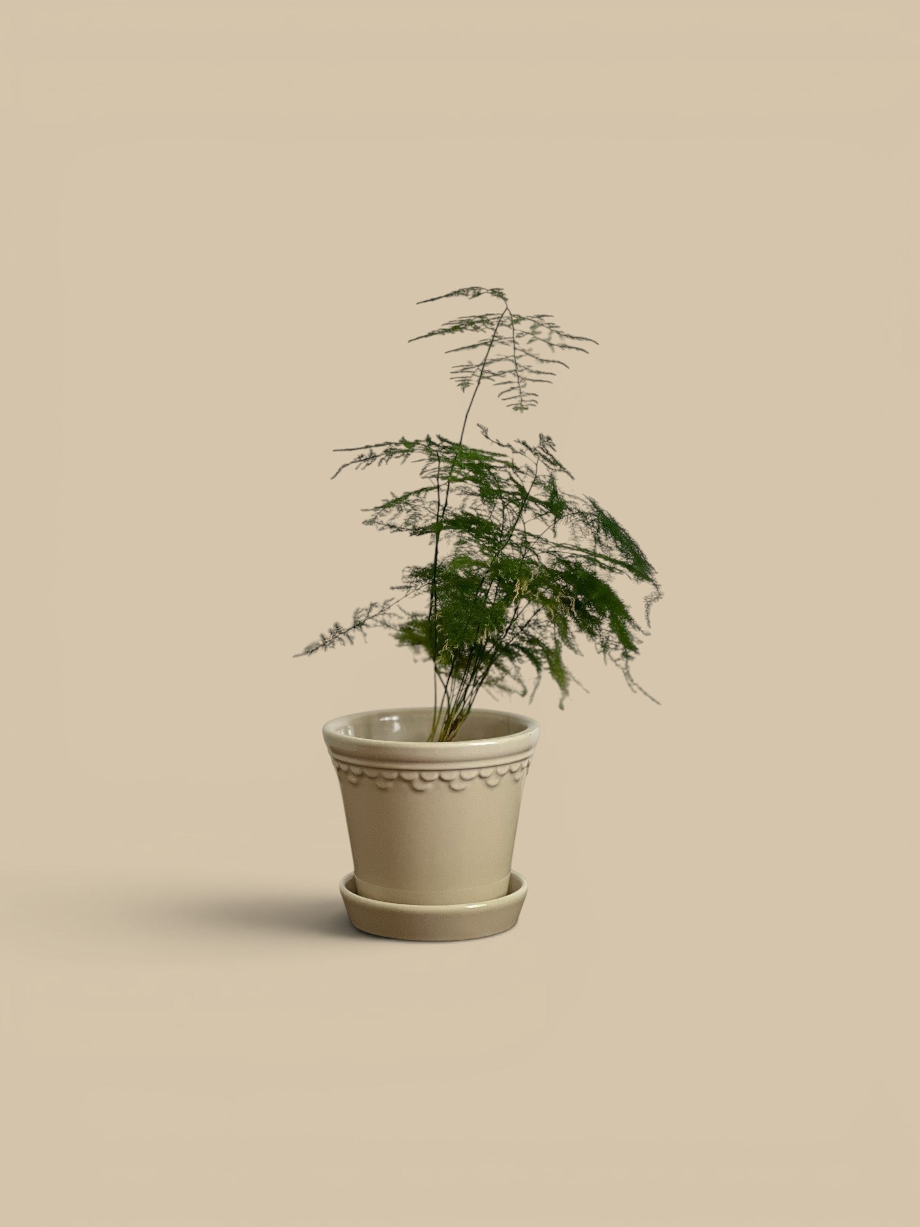 Homestyle Collective sandstone glazed pot with scalloped rim and matching saucer, holding a green asparagus fern.