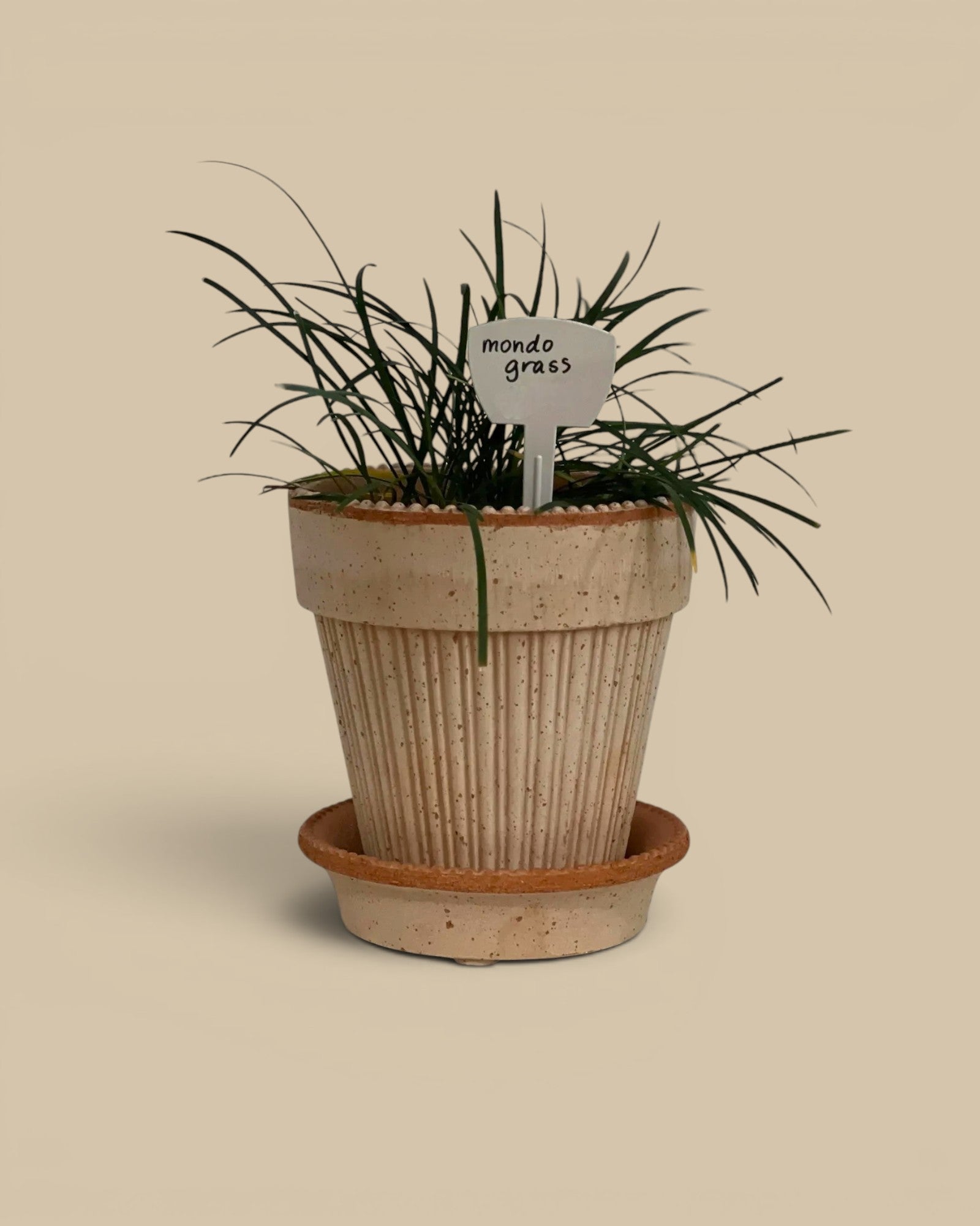 Homestyle Collective Simona pot and saucer in raw rosa, featuring vertical ribbed texture and a small plant.