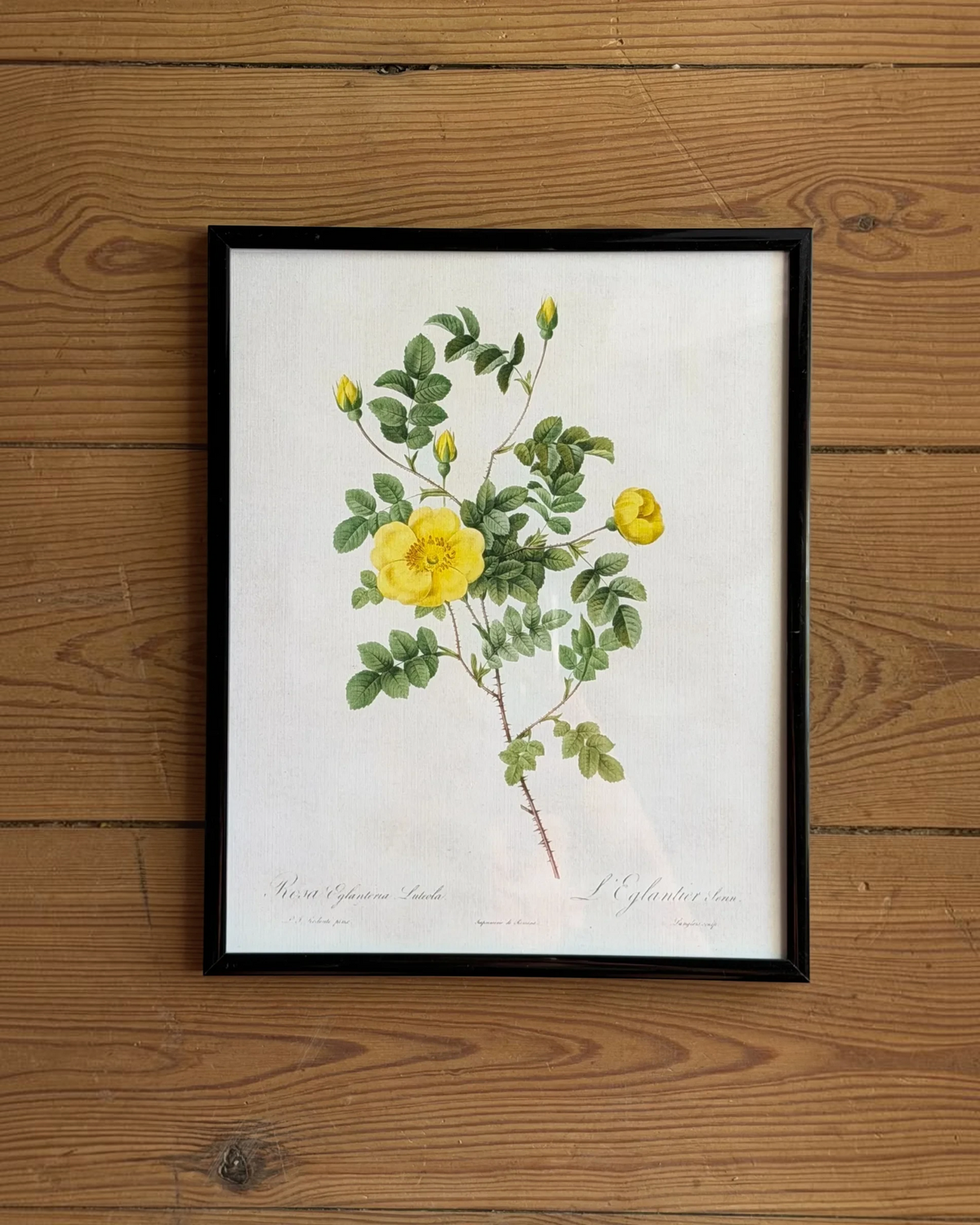 Homestyle Collective framed botanical print featuring a yellow Rosa Eglanteria flower on a white background