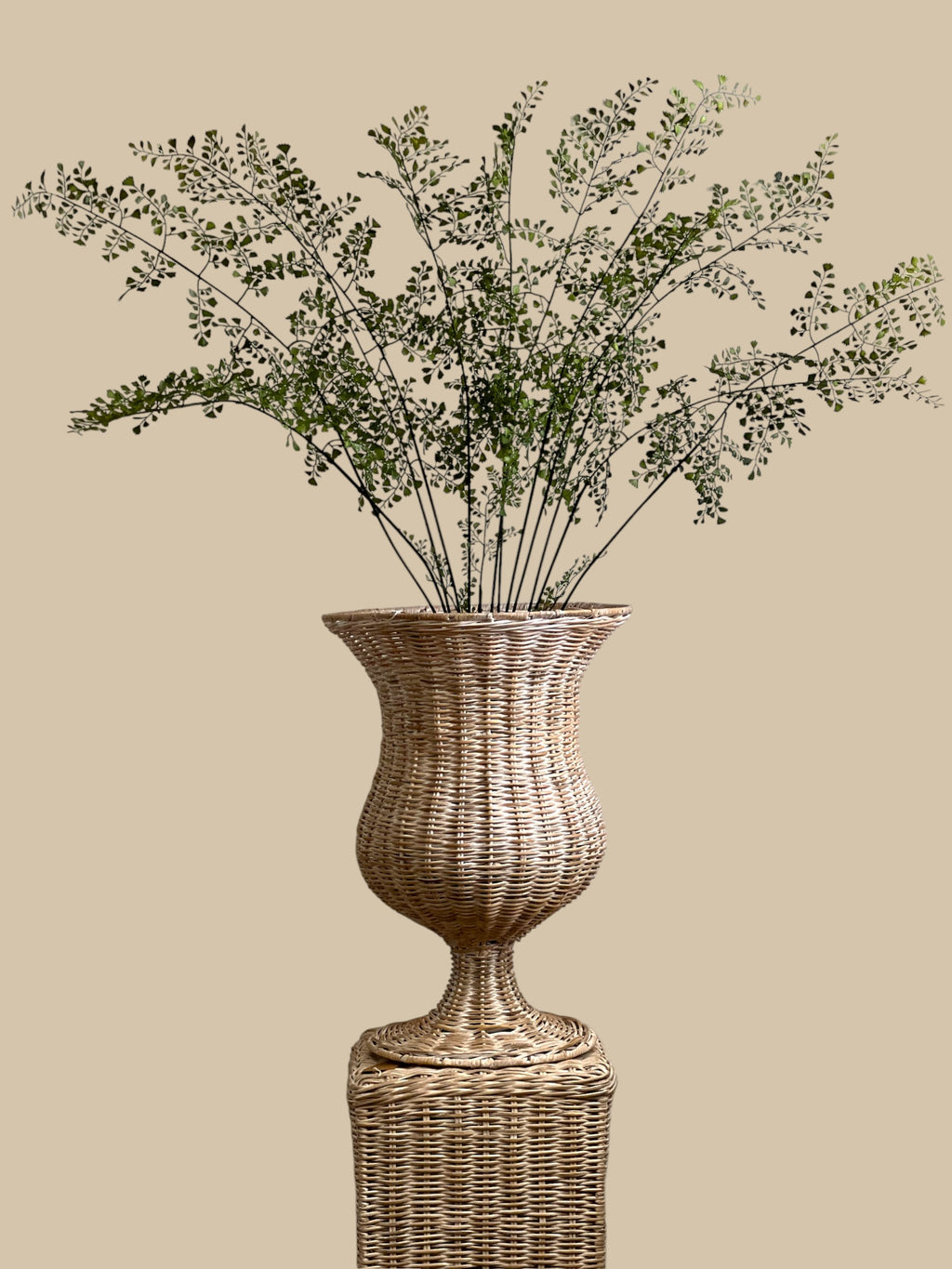 Maidenhair Fern