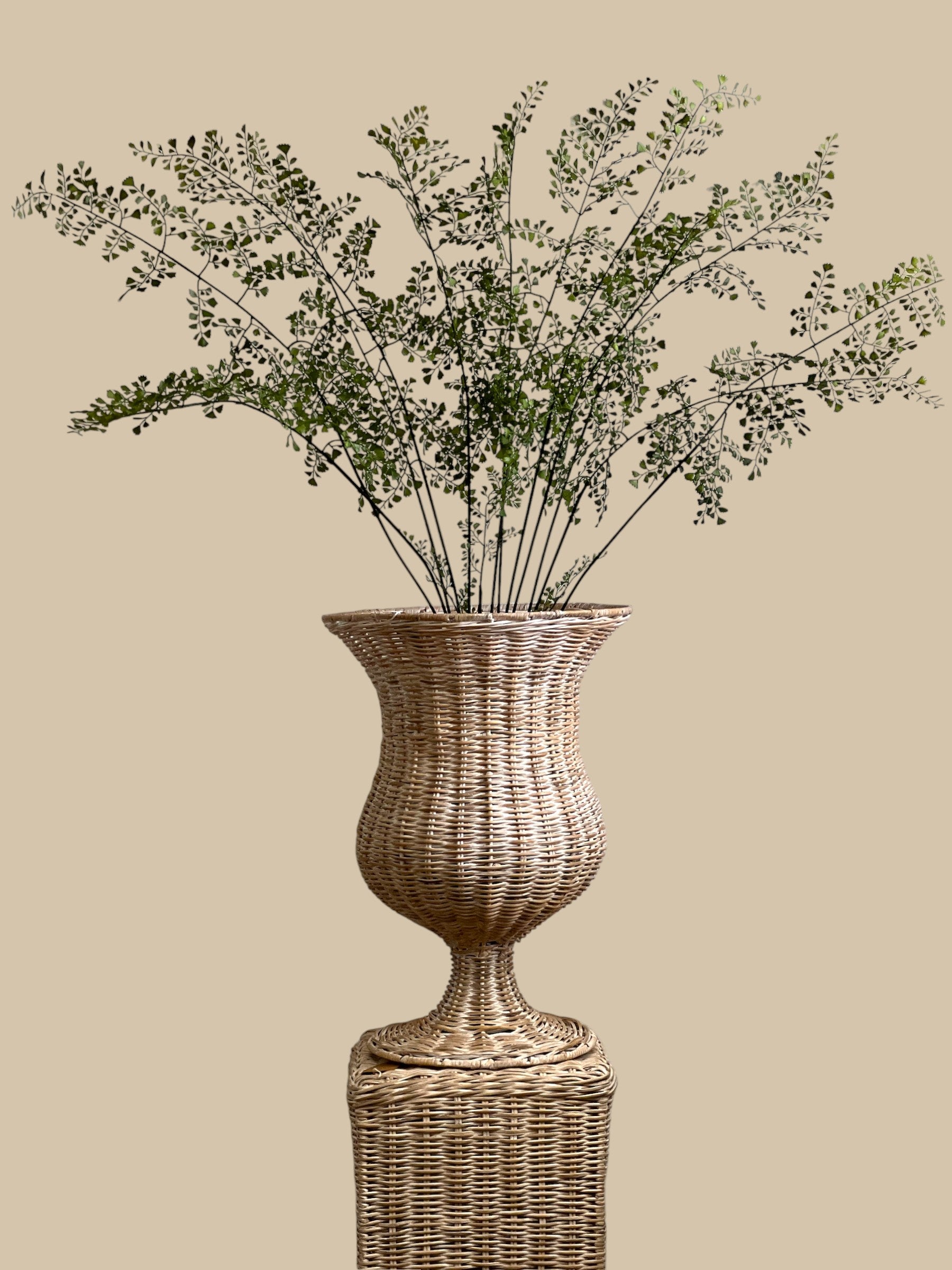 Maidenhair Fern